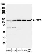 SMC3 Antibody in Western Blot (WB)