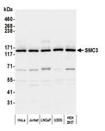 SMC3 Antibody in Western Blot (WB)