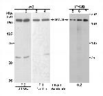 SMC4 Antibody in Western Blot (WB)