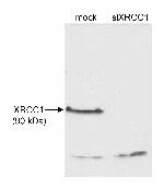 XRCC1 Antibody in Western Blot (WB)