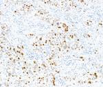 Phospho-MCM2 (Ser108) Antibody in Immunohistochemistry (Paraffin) (IHC (P))