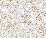 Phospho-MCM2 (Ser108) Antibody in Immunohistochemistry (Paraffin) (IHC (P))