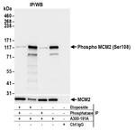 Phospho-MCM2 (Ser108) Antibody in Immunoprecipitation (IP)