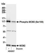 Phospho-MCM2 (Ser108) Antibody in Western Blot (WB)