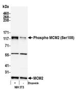 Phospho-MCM2 (Ser108) Antibody in Western Blot (WB)