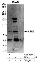 ASH2 Antibody in Immunoprecipitation (IP)