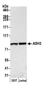 ASH2 Antibody in Western Blot (WB)