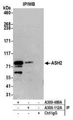 ASH2 Antibody in Immunoprecipitation (IP)