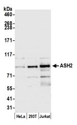 ASH2 Antibody in Western Blot (WB)