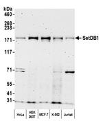 SETDB1 Antibody in Western Blot (WB)