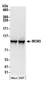 MCM3 Antibody in Western Blot (WB)