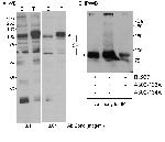 Sp1 Antibody in Western Blot (WB)