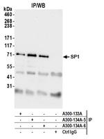 Sp1 Antibody in Immunoprecipitation (IP)