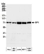 Sp1 Antibody in Western Blot (WB)