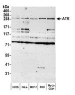 ATR Antibody in Western Blot (WB)