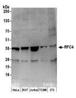 RFC4 Antibody in Western Blot (WB)