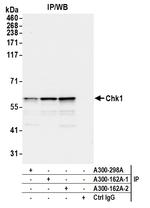 Chk1 Antibody in Immunoprecipitation (IP)