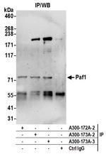 Paf1 Antibody in Immunoprecipitation (IP)