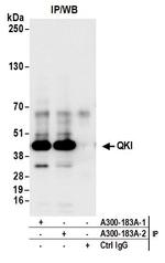 QKI Antibody in Immunoprecipitation (IP)