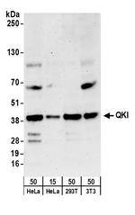 QKI Antibody in Western Blot (WB)