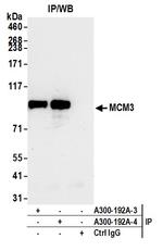 MCM3 Antibody in Immunoprecipitation (IP)