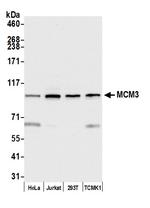 MCM3 Antibody in Western Blot (WB)