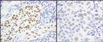 MCM5 Antibody in Immunohistochemistry (Paraffin) (IHC (P))