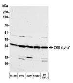 CKII alpha' Antibody in Western Blot (WB)