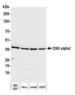 CKII alpha' Antibody in Western Blot (WB)