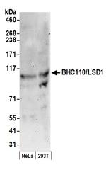 BHC110/LSD1 Antibody in Western Blot (WB)