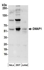 DMAP1 Antibody in Western Blot (WB)