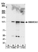 SMARCA3 Antibody in Western Blot (WB)