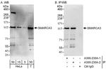 SMARCA3 Antibody in Western Blot (WB)