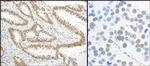 Phospho-XRCC1 (Ser485, Thr488) Antibody in Immunohistochemistry (Paraffin) (IHC (P))