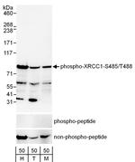 Phospho-XRCC1 (Ser485, Thr488) Antibody in Western Blot (WB)