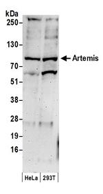 Artemis Antibody in Western Blot (WB)