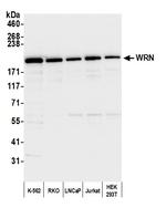 WRN Antibody in Western Blot (WB)