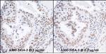 RPA70 Antibody in Immunohistochemistry (Paraffin) (IHC (P))