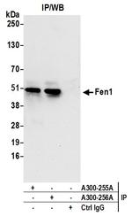 Fen1 Antibody in Immunoprecipitation (IP)