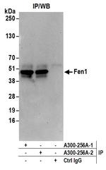 Fen1 Antibody in Immunoprecipitation (IP)