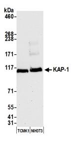 KAP-1 Antibody in Western Blot (WB)