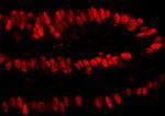 PCNA Antibody in Immunohistochemistry (Paraffin) (IHC (P))