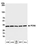 PCNA Antibody in Western Blot (WB)