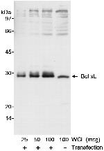 Bcl-xL Antibody in Western Blot (WB)