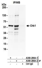 Chk1 Antibody in Immunoprecipitation (IP)