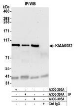 KIAA0082 Antibody in Immunoprecipitation (IP)