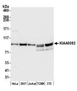 KIAA0082 Antibody in Western Blot (WB)