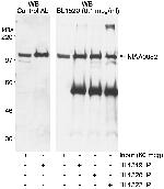 KIAA0082 Antibody in Western Blot (WB)