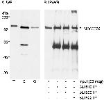 KIAA0082 Antibody in Western Blot (WB)