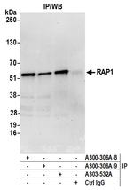 RAP1 Antibody in Immunoprecipitation (IP)